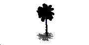 191 - Palm Tree