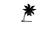 Palm Tree