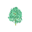 a_tree35