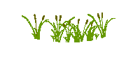 DOWNLOAD Typha_latifolia.dwg
