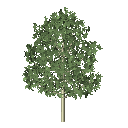 a_tree3.rfa