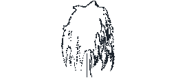 DOWNLOAD morus_alba_pendula.dwg