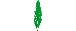 DOWNLOAD populus_nigra_colour.dwg