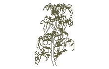 DOWNLOAD tomato_plant.dwg