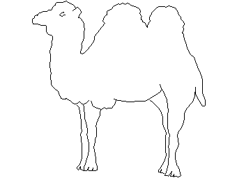 Camel