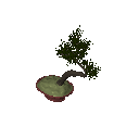 3D_Plant Bonzai_2