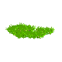 Grass_8