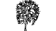 Klen