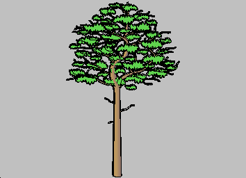 Tree2D3D
