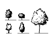 arbres en coupe