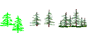 pine trees