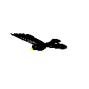 Bird4