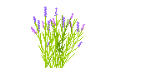 Lavandula.dwg