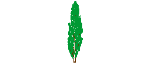 populus_nigra_colour.dwg