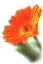 Pihlaste se pro zobrazen pln verze - 20071121_143927_kytka2.jpg
