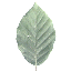 Pihlaste se pro zobrazen pln verze - 53766/Leaf02.png
